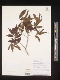 Image result for Grewia inaequilatera