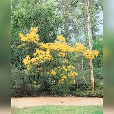 Image result for Acacia borleae