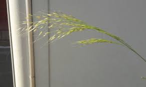 Image result for Tragus koelerioides