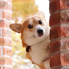 Meet Gen A Corgi From Japan Whose Facial Expressions Can Instantly Make Your Day 30 Pics In 2020 Cute Corgi Puppy Corgi Dog Cute Corgi