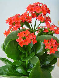 Kalanchoe Blossfeldiana Kolanchoe Kalanchoe Blossfeldiana Kalanchoe Flowers Plants