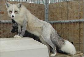 Red Fox Color Mutations Pet Fox Melanistic Animals Wild Animals Photos