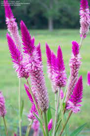 Plantfiles Pictures Wheatstraw Celosia Spicata Group Flamingo Feather Celosia Argentea Var Spicata By Onalee Celosia Flower Plants Flowers