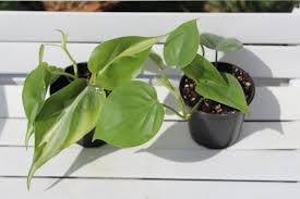 2 Philodendron Vine Plants Combo 1 Heart Leaf Philodendron Green 1 Philodendron Brazil Plants Heart Leaf Philodendron Hanging Plants