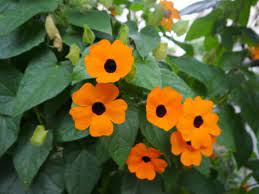 Nomi di fiori che parlano da se'. Fiori Arancioni Ideali Per Portare Colore Nel Giardino Autunnale