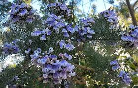 Image result for Psoralea