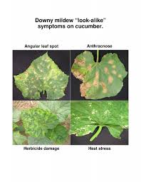 Image result for mildew on cucumbers