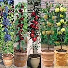 You can add the leaves in soups or dehydrate them for a delicious tea blend. Miniature Fruit Trees Miniature Patio Fruit Trees Mirror Reader Offers Potted Fruit Trees Potted Trees Patio Fruit Trees