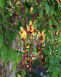 Image result for Thunbergia mysorensis