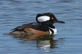 Bird With Black And White Head Hooded Merganser Male Beautiful Birds Habitats Ducklings