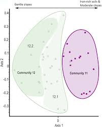 Image result for Whitfieldia thollonii