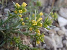 Image result for Thesium megalocarpum