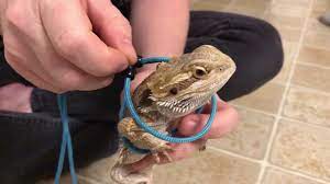 Adjustable lizard leash bearded dragon harness cool leather wings safety walking leash(s,m,l,3pack) dssport 3 packs adjustable bearded dragon harness lizard leash with cool wings for lizard reptiles and other small pet animals Harness On Bearded Dragon First Walk Youtube