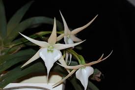 Image result for Angraecum cultriforme