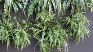 Image result for Chlorophytum pubiflorum