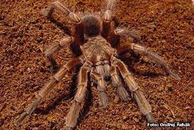 Pin On Tarantulas