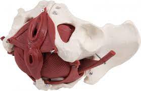 Jul 30, 2020 · the muscles of the abdomen, lower back, and pelvis are separated from those of the chest by the muscular wall of the diaphragm, the critical breathing muscle. Female Pelvic Floor Model 12 Parts Muscular Models Organs Structures Anatomical Models Erler Zimmer