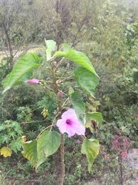 Image result for Ipomoea carnea
