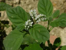 Image result for Heliotropium harareense