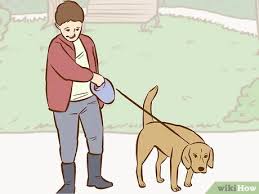 Then show your self responsible enough to take care of a dog. 3 Ways To Persuade Your Parents To Get A Dog Wikihow