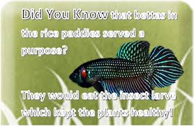 Didyouknow That Bettas In The Wild Served A Purpose Betta Fish Betta Fish Pet
