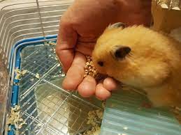 Can guinea pigs eat zucchini: Can Hamsters Eat Zucchini Seeds 6 Real Facts