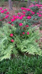 We are proud to be the only real florist in burke, va. I Dug Up This Fern To Plant My Rose Bush In Its Place And The Fern Came Back Voluntarily Surrounding The Rose Bush I Think Plants Backyard Oasis