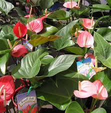 Check spelling or type a new query. Top 10 Plants For Subtropical Shade
