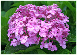 Hydrangea macrophylla 'claudie' > bigleaf/garden hydrangeadeciduous shrub. Hydrangeas