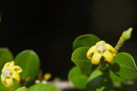 Image result for Secamone delagoensis