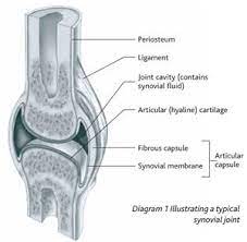 Pin On Loong Bone