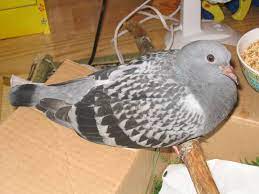 Teaching A Pigeon To Fly And Fend For Itself? | Pigeon-Talk