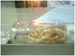 Pertumbuhan dan perkembangan merupakan dua aktifitas kehidupan yang tidak dapat dipisahkan kecambah yang sedang berkembang mendapat nutrisi dari endosperm atau kotiledon sampai daun next post next post: Http Agustinesumanti Blogspot Com 2012 06 Laporan Praktikum Fisiologi Tumbuhan Html