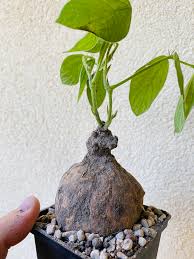 Image result for Dolichos kilimandscharicus