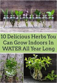 25 Herbs Vegetables Plants You Can Grow In Water Indoor Herb Garden Plants Growing Vegetables