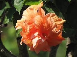 Check spelling or type a new query. Double Orange Hibiscus Hibiscus Rosa Sinensis Double Orange In Jacksonville Fernandina Beach Florida Fl At Liberty Landscape Supply