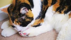 On request, a subreddit devoted to pictures of cats on glass tables, counters, and the like. Playful Colorful Cat Walking On Stock Footage Video 100 Royalty Free 1008792554 Shutterstock