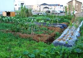… planning a home vegetable garden layout is a great way to grow fresh vegetables for your family. Modern Vegetable Garden Design