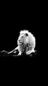 1080p Black And White Lion Wallpaper Pin By Vaneeza Skies On Cool With Images Animals Beautiful Animals Lion Hd Wallpaper