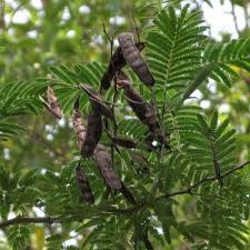 Image result for Tricalysia acocantheroides