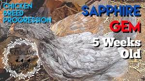 It is a prolific egg layer, great table bird. Sapphire Gem Chicken Breed Progression Of Chick To Adult 5 Weeks Old Youtube