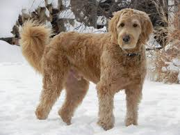 Goldendoodle Wavy Coat Goldendoodle Wavy Coat Cute Goldendoodle Goldendoodle Puppy Goldendoodle Haircuts