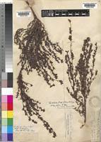 Image result for Cliffortia nitidula