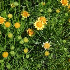 Image result for Vangueria esculenta