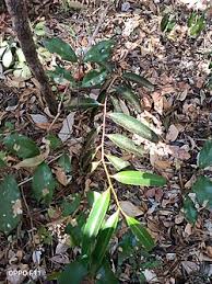 Image result for Ptaeroxylaceae