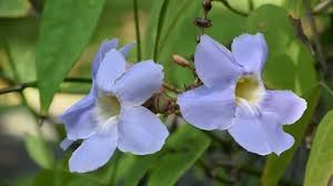 Image result for Thunbergia graminifolia