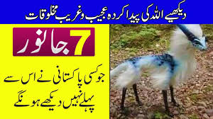 7 Animals You Ve Never Seen Before Purisrar Dunya Urdu Documentary Documentaries Videos Animals