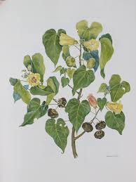 Image result for Thespesia populneoides