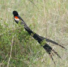 Black Bird With Long Tail And Red Beak Long Tailed Widowbird Wikipedia The Free Encyclopedia Bird Species South African Birds Animals Of The World
