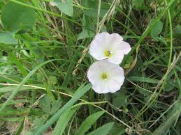 Image result for Convolvulaceae